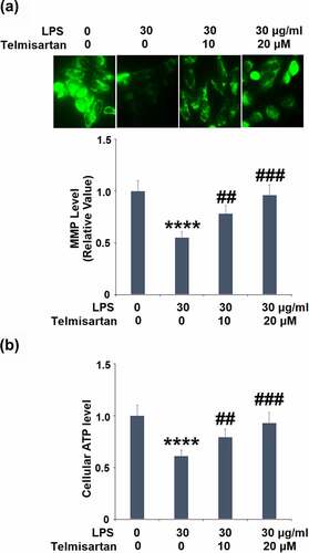 Figure 2. Telmisartan improved LPS-induced mitochondrial dysfunction in bronchial BEAS-2B epithelial cells. Cells were challenged with LPS (30 μg/ml) with or without Telmisartan (10, and 20 μM) for 24 hours. (a). Levels of mitochondrial membrane potential (ΔΨm) normalized to vehicle group; (b). level of cellular ATP normalized to vehicle group (****, P < 0.0001 vs. vehicle group; ##, ###, P < 0.01, 0.001 vs. LPS group)