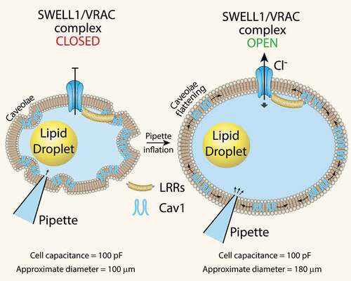 Figure 2. SWELL1-mediated VRAC activation by mechanical adipocyte swelling. Mechanical swelling increases adipocyte size without a measurable change in total surface area (as assessed by total cell capacitance) implicating caveolae flattening as a mechanism of VRAC activation in adipocytes. LRR: Leucine Rich Repeat; Cav1: Caveolin-1.