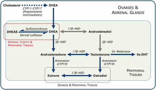 Figure 2. Synthetic pathways of sex steroids. Intermediate steps involved in the conversion of cholesterol to DHEA are not shown. The ovaries and adrenal glands have a full complement of enzymes to produce androgens and estrogens. In addition, circulating DHEA can be converted to testosterone and estradiol in peripheral tissues (green-shaded area). The conversion of DHEA to DHEAS is limited to the adrenal cortex, whereas DHEAS can be converted back to DHEA in peripheral tissues (red-dotted area). Major pathways of synthesis in humans are denoted by blue arrows, and minor pathways are denoted by gray arrows (adapted from Traish et al.) [Citation74]. CYP, cytochrome P450; DHEA, dehydroepiandrosterone; DHEAS, dehydroepiandrosterone sulfate; DHT, dihydrotestosterone; HSD, hydroxysteroid dehydrogenase.