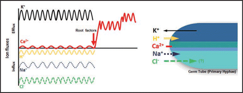 Figure 2 Ion dynamics in the apex of primary hyphae of arbuscular mycorrhizal fungi. It represents the Stage 1 described in Ramos et al.Citation1 After treatment with root factors, an activation of Ca2+ efflux is observed at the hyphal apex.