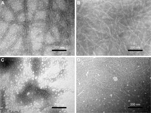 Figure 2 TEM images of the nanostructures formed from P1 (A), P2 (B), P3 (C), and P4 (D) in Milli-Q water.Note: All the peptides were diluted with Milli-Q water to 0.05% wt/vol (~0.3 mM) and negatively stained with phosphotungstic acid before observation.Abbreviations: P1, RADAGVGVRADAGVGV; P2, RLDLGVGVRLDLGVGV; P3, RARAGVGVDADAGVGV; P4, RLRLGVGVDLDLGVGV; TEM, transmission electron microscopy; wt/vol, weight/volume.