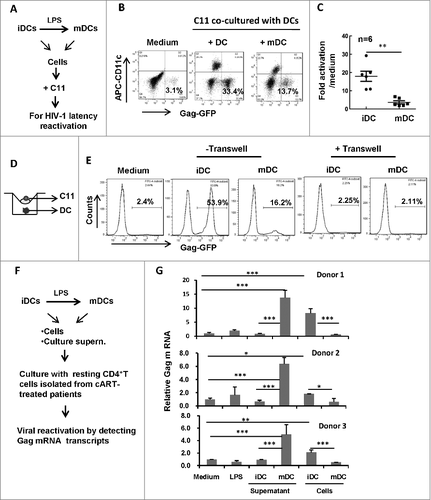 Figure 2. HIV-1 reactivation during the co-culture with MDDCs. (A) Scheme for HIV latency reactivation assay. (B, C) MDDCs-triggered HIV-1 reactivation from C11 during co-culture. C11 cells (4 × 105) were co-cultured or not with immature MDDCs or LPS-treated MDDCs (ratio C11:DC, 2:1) for 24 h. C11 cells (CD11c−) were distinguished from MDDCs with CD11c immunostaining (B), and 6 independent repeats were summarized and analyzed (C). (D, E) Separation of C11 from MDDCs abolishes HIV-1 reactivation. A transwell culture plate with a 0.4-μm insert membrane was used or not to separate the C11 from MDDCs (D), and HIV-1 reactivation in C11 cells was detected with flow cytometry and analyzed as above (E). (F,G) HIV-1 reactivation from the resting primary CD4+ T cells. Resting CD4+ T-cells were isolated from cART-treated patients and further treated with LPS or cultured with immature MDDCs or LPS-treated MDDCs or with their related culture medium, respectively, for 3 d. Viral reactivation was detected by semi-quantifying gag mRNA transcripts and normalized with GAPDH mRNA. The relative gag mRNA products were calculated. # P < 0.05, ## P < 0.01 ### P < 0.001, were considered as significant difference in ANOVA analysis