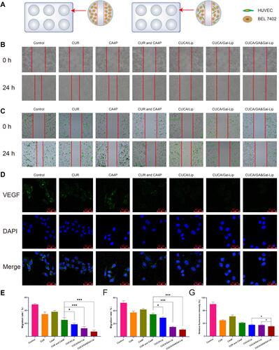 Figure 5 Effects of different Lip on cell migration and VEGF expression. (A) In vitro scratch experiment model of BEL7402 cells alone and BEL7402/HUVEC co-cultured cells. Typical images of different formulations inhibiting cell migration of (B) BEL7402 cells alone and (C) BEL7402/HUVEC co-cultured cells. (D) Immunofluorescence images of different drug formulations inhibiting VEGF expression. Green and blue colors represented VEGF and nuclei, respectively. The quantification of migration ability was presented as percentage of the wound area in (E) BEL7402 cells alone and (F) BEL7402/HUVEC co-cultured cells. (G) The quantification of inhibition of VEGF expression by different drug formulations. Data expressed as mean ± SD (n=3). *P < 0.05, ***P < 0.001.