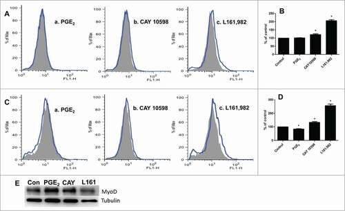 Figure 6. ROS production after treatment with PGE2, CAY 10598, or L161,982. Gray solid area: Control; Blue curve: treatment. (A) ROS production after treatment for 12 h. a: PGE2; b: CAY 10598; c: L161,982. (B) quantification of ROS production in A. (C) ROS production after treatment for 36 h. a: PGE2; b: CAY 10598; c: L161,982. (D) quantification of ROS production in C. N = 3, *: P < 0.05. (E) Representative Western blot from 3 repetitions illustrating that MyoD protein content decreased after L161,982 treatment. Bands from left to right: Control, PGE2, CAY 10598, and L161,982.