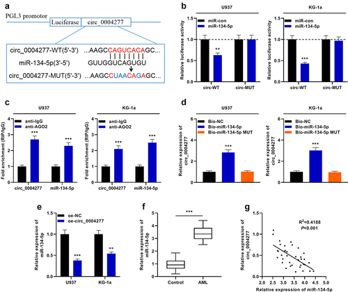 Figure 3. Circ_0004277 directly targets miR-134-5p. A. Bioinformatics was employed to predict the binding site between circ_0004277 and miR-134-5p. B. Dual-luciferase reporter gene assay assays demonstrated that miR-134-5p could negatively regulate the luciferase activity of circ_0004277-WT, rather than circ_0004277-MUT in U937 and KG-1a cells. C. RIP assay indicated that circ_0004277 and miR-134-5p were enriched in anti-Ago2 group, suggesting circ_0004277 and miR-134-5p were directly interacted. D. RNA pull-down assay showed that circ_0004277 and miR-134-5p could combine with each other. E. qRT-PCR indicated that miR-134-5p expression was decreased in the circ_0004277 overexpression plasmid group compared with the empty plasmid group. F. qRT-PCR indicated that miR-134-5p expression was increased in the bone marrow samples of 37 AML patients compared with that of 37 healthy donors. G. circ_0004277 expression in AML tissues was negatively correlated with miR-134-5p expression in bone marrow samples of the patients with AML. ** P < 0.01, and *** P < 0.001.