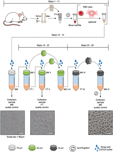 Figure 1. Schematic of experimental setup and workflow. Femora and tibiae were prepared from mice and cells harvested by spinning out the BM [Citation19]. An RBC lysis is an optional step to remove undesired cells (steps 1–11). The BM single-cell suspension is filtered through a 70 µm cell strainer to remove leftover hair and bone (steps 12–14) after RBC lysis. The BM fraction is filtered through a 20 µm cell strainer and the flow through is collected (FT I). FT I is additionally filtered through a 20 µm filter. MK I and II flow through fractions are combined (steps 15–22) and filtered through a 15 µm cell strainer to obtain FT III and MK III. Next, MK III is transferred into a new conical tube, which reflects the final MK fraction (steps 23–28). The bright field images are representative from at least five independent experiments. Scale bar represents 60 µm.