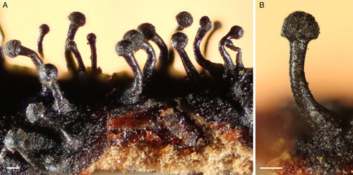 Figure 6. Light micrographs of Chaenothecopsis schefflerae (Holotype, PDD42005). A, Ascomata. B, Detail of ascoma. Scale bars 1 mm.