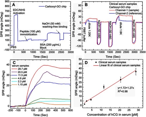 Figure 7 SPR sensorgrams of response curves for the assay of human hCG protein in the clinical serum samples. (A) SPR sensorgram of the peptide probe and BSA on the carboxyl-GO-based SPR aptasensor immobilization process steps of continuous reaction. (B) Sensorgram of two analysis cycles of a peptide–hCG protein interaction at different clinical serum sample concentrations. (C) The relationship between hCG protein and SPR angle shift was evaluated in serum samples with different dilutions. (D) Calibration plot for SPR angle shift with different dilutions of hCG serum samples at optimized conditions.Abbreviations: SPR, surface plasmon resonance; hCG, human chorionic gonadotropin; GO, graphene oxide.