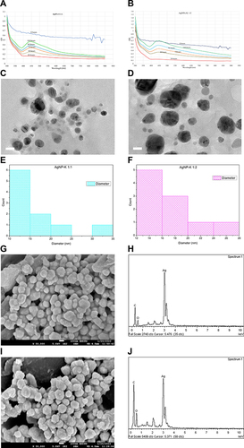Figure 1 Characterization result from UV-Vis, TEM, and SEM-EDX analysis. (A) and (B) UV-Vis spectra for AgNP-K 1:1 and AgNP-K 1:2. (C) and (D) TEM images of AgNP-K 1:1 and AgNP-K 1:2. (E) and (F) cross-sectional size and diameter measurements of AgNP-K 1:1 and AgNP-K 1:2 presented in histogram graphs. (G) and (H) SEM-EDX images of AgNP-K 1:1. (I) and (J) SEM-EDX images of AgNP-K 1:2.