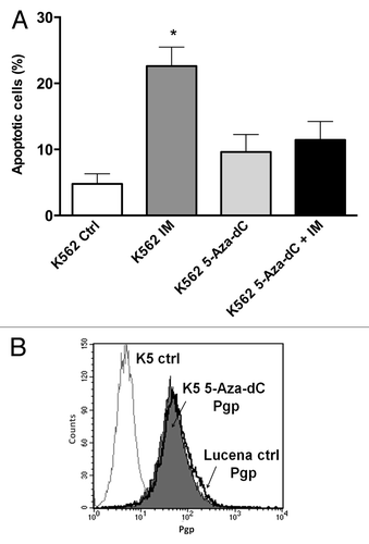 Figure 6. 5-Aza-dC treatment alters response to IM treatment in K562 cells. (A) Apoptosis level was assessed in K562 cells under the following conditions: 1 μM IM, 5μM 5-Aza-dC (3 wk treatment), co-treatment, and at the absence (ctrl) of both drugs. (B) Representative histograms of Pgp expression after 5 μM 5-Aza-dC treatment after 3 wk: K562 ctrl, 5-Aza-dC –treated K562 cells and Lucena cells (used for positive control of Pgp expression). PE-isotype antibody was used as a control. The results are expressed as the mean ± SD for three independent experiments. Ctrl: control.