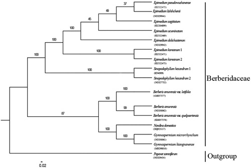 Figure 1. Phylogenetic tree reconstruction based on complete chloroplast genome sequences of 15 Berberidaceae taxa and one outgroup, using maximum likelihood (ML) method.