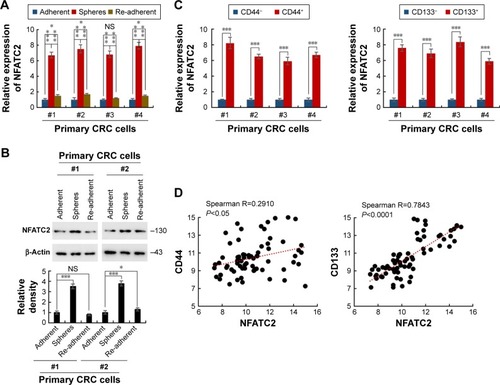 Figure 1 NFATC2 is upregulated in CRC-SCs. (A) qRT-PCR analysis of NFATC2 in primary CRC spheres and re-adherent cells relative to adherent cells. Primary CRC cells were isolated from the cancer tissues of CRC patients (No 1, 2, 3, and 4). Spheres were obtained by suspension culture. (B) Western blot analysis of NFATC2 in primary CRC spheres and adherent and re-adherent cells. (C) qRT-PCR analysis of NFATC2 in sorted CD44+ (left) or CD133+ (right) primary CRC cells relative to negative cells. Primary CRC cells were isolated from the cancer tissues of colorectal cancer patients (No 1, 2, 3, and 4). CD44+ or CD133+ cells were obtained by flow cytometry. (D) The correlation between the transcription level of NFATC2 and CD44 (left) and CD133 (right) in pin primary CRC sphere-derived cells. The mRNA level of each gene was determined by qRT-PCR. Data were normalized to GAPDH as ∆CT and analyzed by Spearman’s correlation analysis. Data are represented as mean ± SD; *P<0.05, ***P<0.001; two-tailed Student’s t-test.