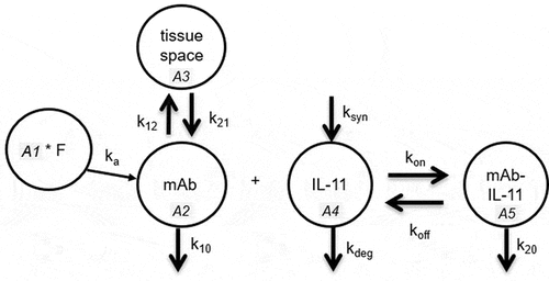 Figure 8. Diagram of PK/PD model.