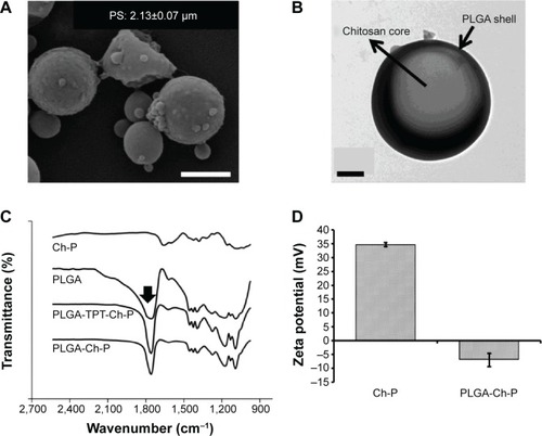 Figure 7 Characterization of PLGA-chitosan composite microparticles.Notes: (A) Scanning electron micrograph of PLGA–Ch-P (scale bar: 2 μm). (B) Transmission electron micrograph of PLGA-Ch-P. The PLGA shell is indicated by the darker exterior due to the presence of iron oxide particles (6 nm) (scale bar: 0.5 μm). (C) FTIR analysis of PLGA-Ch-P (unloaded and TPT loaded), Ch-P, and PLGA powder. Arrow indicates peak at 1,760 cm–1 corresponding to the C=O stretch that is characteristic of PLGA. (D) Zeta potential of Ch-P and PLGA-Ch-P. n=3.Abbreviations: Ch-P, chitosan micro-/nanoparticles; FTIR, Fourier transform infrared spectroscopy; PLGA, poly(d,l-lactide-co-glycolide); PLGA-Ch-P, poly(d,l-lactide- co-glycolide)–chitosan composite microparticles; PS, particle size; TPT, topotecan.