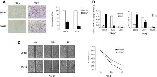 Figure 5 SOX17 suppresses RCC cell invasion and migration. (A) Ectopic expression of SOX17 inhibited the migration of 786-O and A498 cells, as shown using the Transwell migration assay. (B) MMP2 and MMP9 expression levels were examined in SOX17-expressing cells and control cells using real-time PCR. (C) The wound healing images of 786-O cells were captured at 0, 24, and 48 h, *p<0.05.