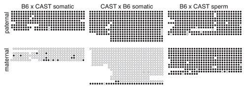 Figure 2 Paternal allele-specific methylation of the IG-DMR is inherited from sperm. Bisulfite mutagenesis and sequencing of DNA from B6 × CAST and CAST × B6 F1 hybrid liver and B6 × CAST F1 hybrid spermatozoa. Each circle represents one of 32 potentially methylated CpG dinucleotides, the first one located at position 110,766,345 (NC_000078.5). Each row of circles represents an individual strand sequenced. Filled circles represent methylated cytosines, open circles represent unmethylated cytosines, absent circles represent positions at which methylation data was not obtained.