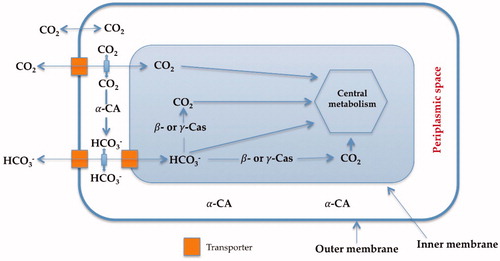 Figure 1 Proposed role of CAs in Gram-negative bacteria. The α-CAs convert the diffused CO2 inside the periplasmic space into bicarbonate, whereas the cytosolic β-and γ-CAs are responsible for the supplementation of CO2 and bicarbonate for the cellular metabolism. Furthermore, all these enzymes play an important role in the cellular pH homeostasisCitation1.