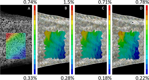 Figure 1. Comparison between experimental (A) and computational (B: EquationEq. (1)(1) E=10 500ρash2.29(1) , C; EquationEq. (2)(2) E=6 850ρapp1.49(2) , D: EquationEq. (3)(3) E=10 095ρHA(3) ) Strain distribution for a non-fractured specimen.