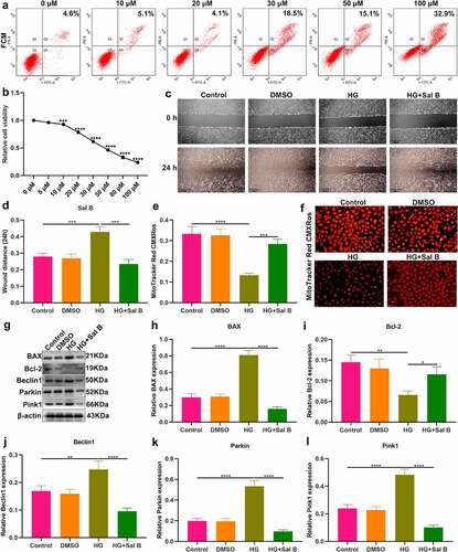 Figure 4. Sal B enhances migration and mitochondrial activity and alleviates apoptosis and mitophagy in HG-induced HUVECs. (a) FCM detecting the apoptosis of HUVECs treated by 0, 10, 20, 30, 50 and 100 μM Sal B. (b) CCK-8 examining the cell viability of HUVECs treated by 0, 5, 10, 20, 30, 50, 80 and 100 μM Sal B. (c, d) Cell scratch test detecting the wound distance of HUVECs in four groups: control, DMSO, HG and HG + Sal B. Scale bar, 200 μm. (e, f) Detection of mitochondrial activity of HUVECs in above groups through MitoTracker Red CMXRos staining. Scale bar, 20 μm. (g–l) Western blot detecting the expression of BAX, Bcl-2, Beclin1, Parkin and Pink1 in HUVECs of above groups. *P < 0.05; **p < 0.01; ***p < 0.001; ****p < 0.0001.