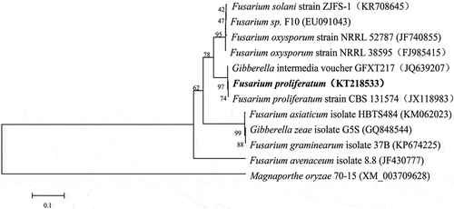 Fig. 2 Phylogenetic tree constructed with sequences of partial translation elongation factor-1α (TEF). Gene sequences show the closest known relatives of F. proliferatum, inferred by the neighbour-joining method and reference sequences retrieved from GenBank database. The per cent bootstrap support values (1000 replications; ≥70%) are shown in the branches. Bar = number of nucleotide substitutions per site.