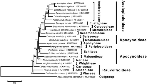 Figure 1. Neighbor-joining tree based on the complete chloroplast genome sequences of Periploca sepium Bunge and related taxa within the family Apocynaceae. The numbers on the branches are bootstrap values. The accession number of GenBank for each species is listed in the figure.