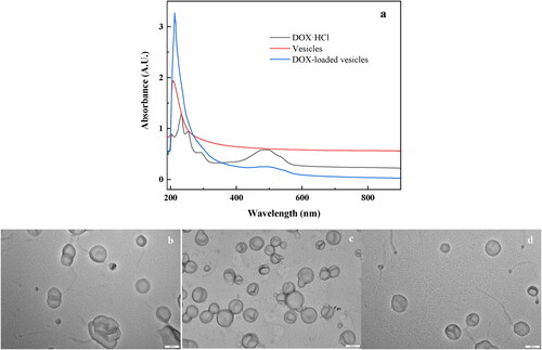 Figure 3. (a) UV curves of vesicles, DOX·HCl, and the DOX-loaded vesicles; and (b-d) TEM images of the DOX-loaded vesicles prepared in pH 3.0, pH 4.0 and pH 5.0 buffer solutions respectively.