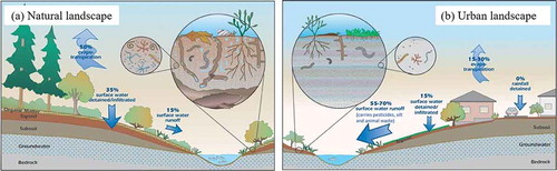 Figure 8. Differences in water movement between natural landscape and disturbed urban landscape. Source: Natural Resources Conservation Service of the US Department of Agriculture by Scheyer and Hipple (Citation2005). (A) Water movement in natural landscape with plant cover. This landscape is in a humid area. In drier regions, the stream level is higher than the surrounding land. (B) Water movement in a disturbed urban landscape with impervious surfaces and limited natural vegetation. This landscape is in a humid area. In drier regions, the stream level is higher than the surrounding land.