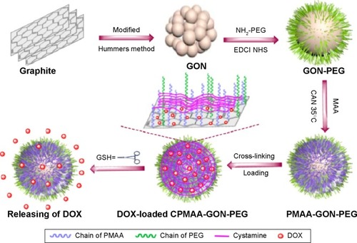 Figure 1 Schematic illustration of the preparation, ideal structural transformation, drug loading, and reduction-triggered release of the cysteine polymethacrylic acid cross-linked nano graphene oxide polyethylene glycol carriers. Reproduced with permission from Zhao X, Yang L, Li X, et al. Functionalized graphene oxide nanoparticles for cancer cell specific delivery of antitumor drug. Bioconjug Chem. 2015;26(1):128–136.Citation103 Copyright © 2015 American Chemical Society.Abbreviations: PEG, polyethylene glycol; GSH, glutathione; DOX, doxorubicin; CPMAA, cysteine polymethacrylic acid; PMAA, polymethacrylic acid.