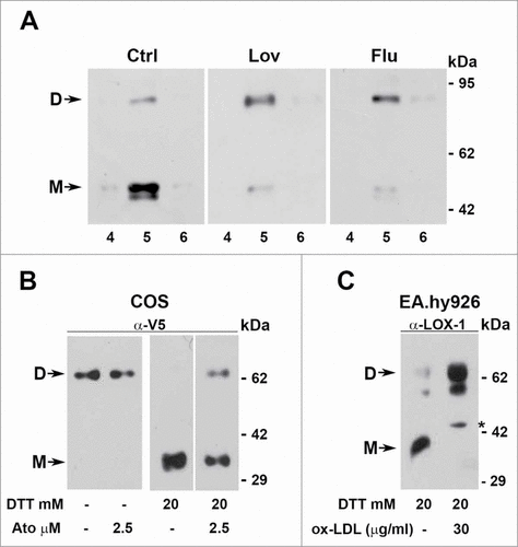 Figure 8. Dimers versus monomers ratio. (A) HEK-293 stably expressing LOX-1-V5 (clone #19) were treated or not with lovastatin and fluvastatin for 2 d. Figure shows the protein gel blot analysis of lipid rafts (fractions 4, 5 and 6) purified by sucrose gradient visualized with Mab anti-V5. (B) Western blot of sLOX-1 released in COS transfected culture medium. Equal volumes of medium derived from cells treated or not with different concentration of atorvastatin for 1 hour was TCA precipitated and analyzed by western blot. Samples were run in the absence or in the presence of 20 mM DTT and immunoreactive bands were visualized with Mab anti-V5. (C) Analysis of conditioned medium derived from human umbilical vein endothelial cells treated or not with ox-LDL. Samples were run in the presence of 20 mM DTT and immunoreactive bands visualized with rabbit anti-LOX-1 antibodies. The asterisk indicates a product of LOX-1 degradation, rarely present. D and M refers to dimers and monomers respectively.