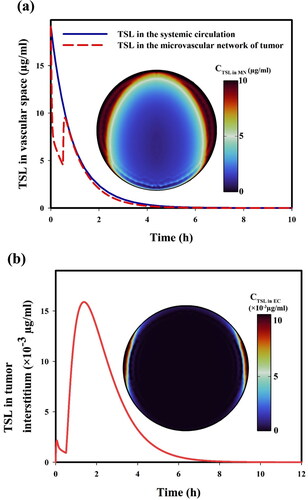 Figure 7. TSL concentration in (a) microvessels and (b) interstitium as a function of time. Note that the ultrasound exposure stops at t = 0.5 h.