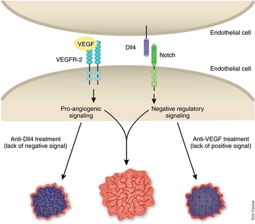 Figure 1. VEGF and DLL4/Notch signaling in tumor angiogenesis. VEGF, vascular endothelial growth factor, DLL4, delta-like ligand 4. Reprinted with permission from Hicklin.21
