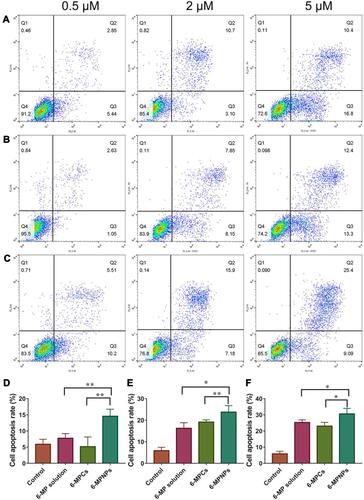 Figure 4 Flow cytometry analysis of Jurkat cells after staining with Annexin V-FITC/PI. Cells were treated with 6-MP solution (A), 6-MPCs (B) or 6-MPNs (C) at different concentrations of 0.5 μM, 2 μM and 5 μM, respectively. The quantitative apoptosis rates in 6-MPNs, 6-MP solution, and 6-MPCs groups were calculated as the sum of early and late apoptosis at different concentrations of 0.5 μM (D), 2 μM (E), 5 μM (F). The data are presented as the mean ± SD of three independent experiments (*P < 0.05; **P < 0.01).