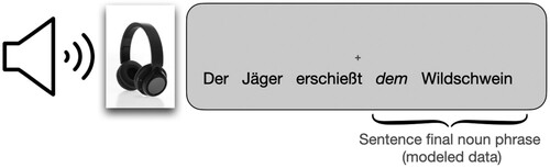 Figure 1. Course of events in the experiment: During the entire experiment, participants saw a grey screen with a black fixation cross. We presented German sentences over scanner appropriate headphones. Participants were instructed to listen attentively to the sentences. If they heard an error at the sentence final noun phrase they were instructed to correct the error in their head (covert production). Errors only appeared at the sentence final noun phrase. For the general linear model, we modelled the sentence final noun phrase starting from the onset of the article.