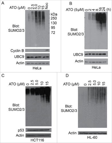 Figure 1. Arsenic upregulates overall protein sumoylation in cells. (A) HeLa cells were treated with arsenic trioxide (ATO) at indicated concentrations for 24 h, after which cells were collected and lysed. Equal amounts of cell lysates were blotted with antibodies to SUMO2/3, cyclin B, UBC9 and ß-actin. Protein lysates from cells treated with nocodazole overnight were also used as control. (B) HeLa cells were treated with ATO (5 µM) for various times as indicated, after which cells were collected and lysed. Equal amounts of cell lysates were blotted with antibodies to SUMO2/3, UBC9 and ß-actin. (C) HCT116 cells were treated with ATO at indicated concentrations for 24 h, after which cells were collected and lysed. Equal amounts of cell lysates were blotted with antibodies to SUMO2/3, p53, and ß-actin. (D) HL-60 cells were treated with ATO at indicated concentrations for 24 h, after which cells were collected and lysed. Equal amounts of cell lysates were blotted with antibodies to SUMO2/3 and ß-actin.