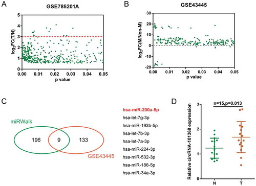 Figure 1. Selection of HCC-associated circRNA and miRNA (a) A total of 366 dysregulated circRNAs in HCC cell lines obtained a fold-change of > 1.5 were shown (GSE78520); the red line indicated that 13 circRNAs obtained a fold-change > 3.0. (b) A total of 142 miRNAs (227 data with significant difference) were differentially expressed in metastatic HCC cell lines compared to those in primary HCC cell lines (GSE43445). (c) Of 205 miRNAs predicted by miRWalk to target HMGB1, 9 were in the above 142 differentially expressed miRNAs (miR-200a, let-7g, miR-193b, let-7b, let-7a, miR-224, miR-532, miR-186 and miR-34a). (d) The expression of circRNA 101368 in tumor and non-cancerous tissue specimens was examined.