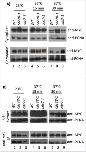 Figure 6. Association of Cac1p with chromatin and PCNA in cdc7–1 and cdc28–1 cells. (A) Cells were grown at 23°C and then shifted to 37°C for 15 min or 30 min. Cytoplasm and chromatin fractions were prepared as in Figure 3B. One of 4 independent experiments with reproducible outcomes is shown. (B) Cell cultures were grown as in A) and disrupted with glass beads to obtain cell extracts that were immunoprecipitated with anti-MYC antibodies. One of 3 independent experiments with reproducible outcomes is shown. All samples were analyzed by Western blotting with anti-MYC and anti-PCNA antibodies as indicated. Equal loading was confirmed by staining the membranes with India ink.