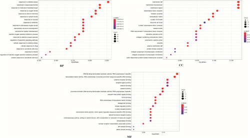 Figure 5 BP, CC, MF of GO analysis.
