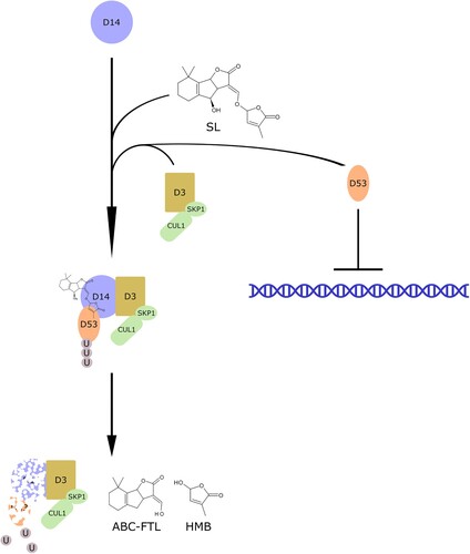 Figure 3. Perception of Strigolactones and signaling. Strigolactones are perceived by D14, which forms a complex with D3 and D53, a negative regulator of downstream signaling. The molecule is then hydrolyzed to hydroxymethylbutenolide (HMB) and an ABC ring formyltricyclic lactone (ABC-FTL), while D14 and D53 are degraded, allowing the activation of downstream signaling.