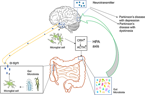 Figure 1 The Association between the Alteration of the Gut Microbiota and the development of PD. Disturbance of the gut microbiota leads to the activation of intestinal microglia, resulting in the accumulation of α-syn, which can enter the substantia nigra along the vagus nerve, causing PD. The accumulation of α-syn causes abnormal activation of brain microglia, which in turn results in hyperfunction of the HPA axis, aggravates intestinal dysbiosis, and leads to neurotransmitter disorders in the brain. These processes exacerbate the development of PD. Display full sizeIndicates an increase and Display full sizeSignifies a decrease in the relative process.