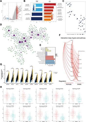 Figure 4 Function analysis of helicase phenomenon. (A) Volcano map of differentially expressed genes between C1 and C2. Red indicates up-regulated genes in C1, blue indicates down-regulation. Data on the abscissa are differences in gene expression (log2 fold change); data on the ordinate represent the significance of these differences (−log10 padj) (TCGA-LIHC, n = 374). (B) Gene Set Enrichment Analysis (GSEA) of C1 and C2. (C) The DEGs between C1 and C2 in the co-expression network. Each node represents a gene module, with the larger nodes indicating a higher number of genes. (D) The MEGENA network showing the largest gene module. The degree value of the node was calculated by Cytoscape. The higher the degree value, the darker the color the larger the size. (E) GO and KEGG enrichment analysis of the largest gene modules. Each colored bar indicates a different biological process. (F) The correlation between the 10 hub genes in HCC and important cancer signaling pathways. The solid line represents activation and the dashed line represents inhibition. (G) Expression level of 10 hub genes between HCC tissues in the TCGA-LIHC cohort (n = 50) and paired control tissues (TCGA-LIHC, n = 50, ***P < 0.001). (H) Expression level of 10 hub genes between C1 and C2 (TCGA-LIHC, n = 374, ***P < 0.001).