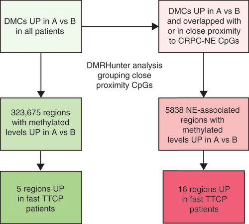 Figure 1. Flow chart of candidate region selection.To identify regions associated with clinical progression, DMCs with increased (UP) cfDNA methylation between visits A and B were isolated from our prior sequencing study (green boxes). The proximity of these CpG sites to one another was assessed and regions were defined using the previously established DMRHunter tool. Regions that were differentially methylated in cfDNA from patients who demonstrated a faster TTCP (≤25 weeks) during ARPI treatment were prioritized. Further, DMCs that overlapped with or in close proximity to NE disease-related methylated CpG sites were also examined, and additional regions that were elevated among patients with a faster TTCP were selected as candidates (pink boxes).cfDNA: Cell-free DNA; DMC: Differentially methylated cytosine; TTCP: Time to clinical progression; NE: Neuroendocrine.