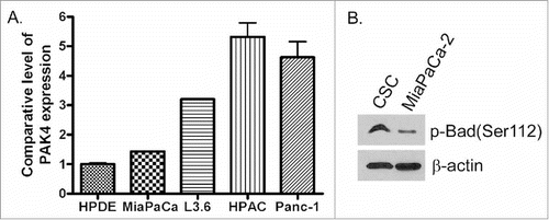 Figure 1. PDAC cells expressed much higher level of PAK4 and p-Bad, especially drug resistant PDAC, compared with normal pancreatic ductal epithelial cells. (A) The expression level of PAK4 in HPDE, MiaPaCa-2, L3.6pl, HPAC and Panc-1 cells were measured by real-time RT-PCR. (B) The expression of p-Bad protein in MiaPaCa-2 and CSC cells was accessed by Western Blot analysis.