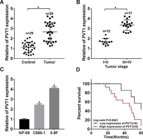 Figure 1 PVT1 was highly expressed in NPC tissues and cells. (A) The expression level of PVT1 was detected by qRT-PCR in NPC tissues (n = 29) and normal tissues (n = 29). (B) The level of PVT1 in different TNM stages was checked by qRT-PCR. (C) The level of PVT1 in normal cell line and NPC cell lines was measured by qRT-PCR. (D) The Kaplan–Meier method was utilized to estimate overall survival and the Log rank test was used to evaluate the differences between survival curves. Patients were divided into PVT1 high (n = 15) and PVT1 low (n = 14) groups by median value of PVT1 expression. *P < 0.05.