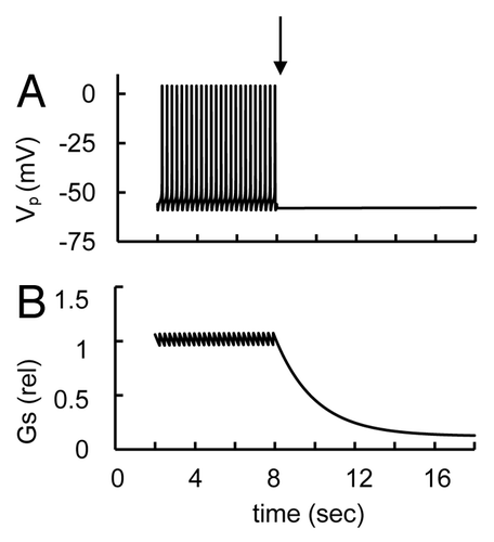 Figure 8. Simulated glucose induced spikes behavior and glucagon secretion at block of Na+ channel. (A) Low glucose induced AP firing (Vp) with the initial simulation as in Figure 3. (B) relative glucagon secretion rate transients. For simulation Na+ channel block the maximal conductance gmNa (Eqn. A14) was decreased from 32 nS (basal level, Table 2) to 0 nS at arrow that leads to AP firing suppression and a decrease in glucagon secretion.