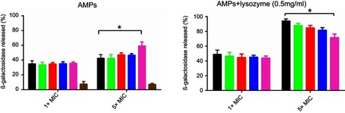 Figure 4 Β-galactosidase leakage assay. E. coli was exposed to peptides (1×MIC or 5×MIC) alone or in combination with lysozyme (0.5 mg/mL).Note: *p-value ≤0.05.Abbreviations: AMPs, antimicrobial peptides; E.coli, Escherichia coli; MIC, minimum inhibitory concentration.