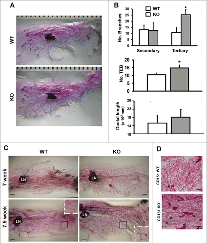 Figure 1. (A) Role of CD151 in the branching morphogenesis of mammary glands in mice. (A) Representative images of whole-mounted inguinal mammary glands collected from 6 week old CD151 wild-type (WT) and knock-out (KO) female virgin mice. CD151-targeted FVB mice were used to generate mouse littermates. Scale bar: 1 mm. (B) Changes in ductal lengthand number of secondary and tertiary branches in mammary glands upon CD151 removal (values: mean ± SEM, n = 4). *: P value <0.05. (C) Representative images of whole-mounted mammary glands collected from 7 and 7.5 week old female virgin mice. Scale bar: 1 mm. (D) Typical H&E staining of mammary tissue sections from 7 week old female virgin mice. Scale bar: 500 μm. For (C and D), 2–3 mice per genotype were analyzed at each time point.