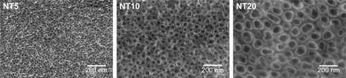 Figure 1 FE-SEM images of NT5, NT10, and NT20.Note: Scale bars are 200 nm.Abbreviations: FE-SEM, field-emission scanning electron microscopy; NT, nanotube.