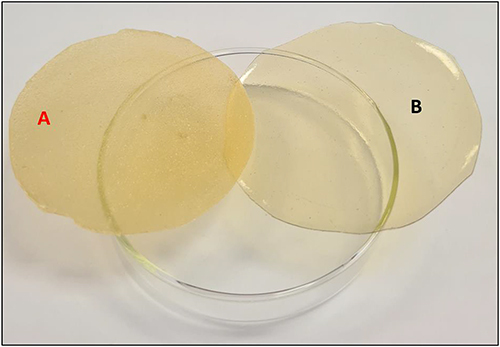 Figure 6 A chitosan transdermal system loaded with REP-SLNs (A) vs a plain system (B).