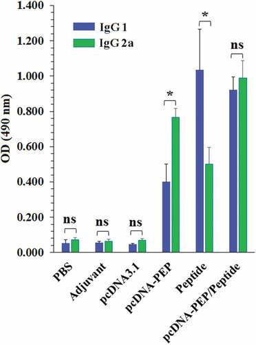 Figure 5. Comparison of the serum levels of the multiepitope peptide vaccine-specific IgG1 and IgG2a in different groups. (*: P ≤ 0.05, ns: not significant)