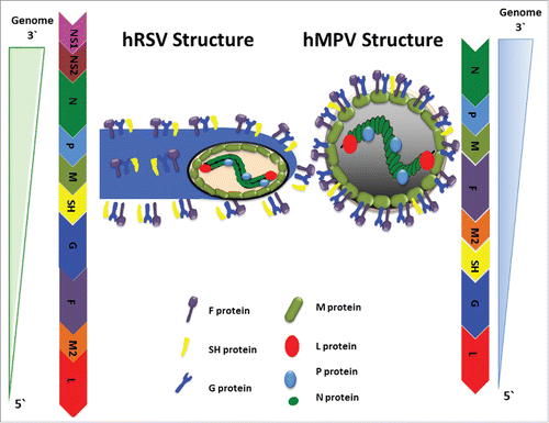 Figure 1. Viral Structure and Genome Organization of hRSV and hMPV. Schematic representations of hRSV and hMPV structures are shown. Both are negative single-stranded RNA (3′ to 5′), enveloped viruses that mainly differ in the number and order of genes in their genomes. These genes encode for P, N, SH, G, F, L, M, and M2 proteins, which are similar for both viruses. The M2 gene has an open reading frame that encodes for the M2-1 and M2-2 proteins. The hRSV genome also contains the non-structural proteins NS1 and NS2, which are absent in hMPV.